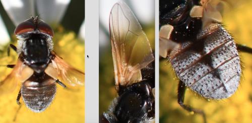 Elomya lateralis